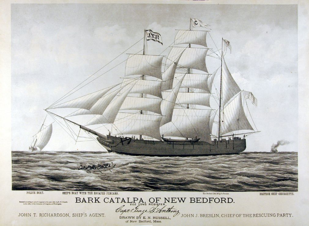 The Bark Catalpa of New Bedford
